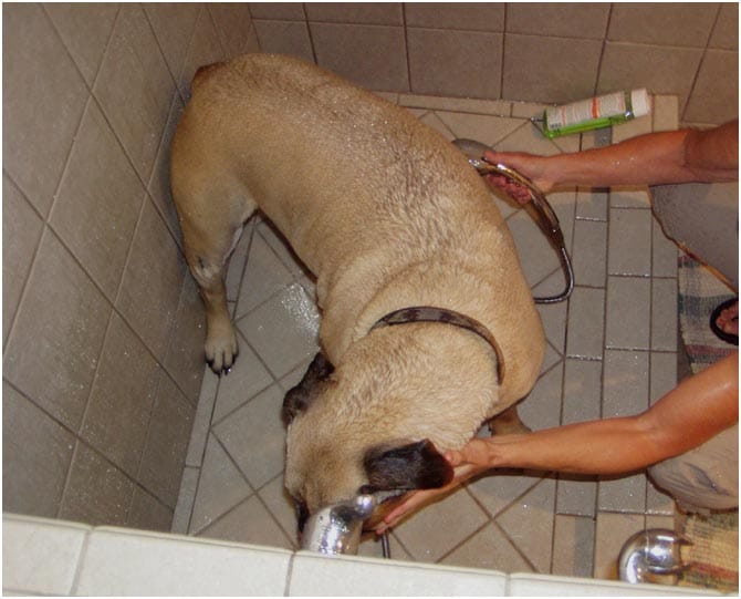 Dog Shower in laundry Room Remodel | Renovation Design group