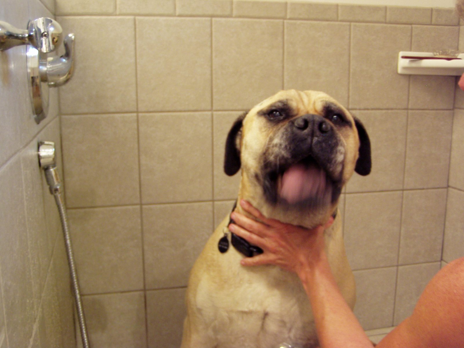 Custom Dog Shower in Mudroom Dog Shower in Custom Mudroom | Renovation Design Group