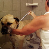 Thumbnail of http://Dog%20Shower%20in%20Custom%20Mudroom%20|%20Renovation%20Design%20Group