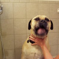 Thumbnail of http://Custom%20Dog%20Shower%20in%20Mudroom%20Dog%20Shower%20in%20Custom%20Mudroom%20|%20Renovation%20Design%20Group