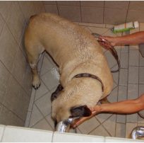 Dog Shower in laundry Room Remodel | Renovation Design group