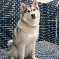 Thumbnail of http://Dog%20in%20the%20custom%20dog%20wash.