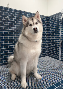 Dog in the custom dog wash. Dog-friendly home design ideas.