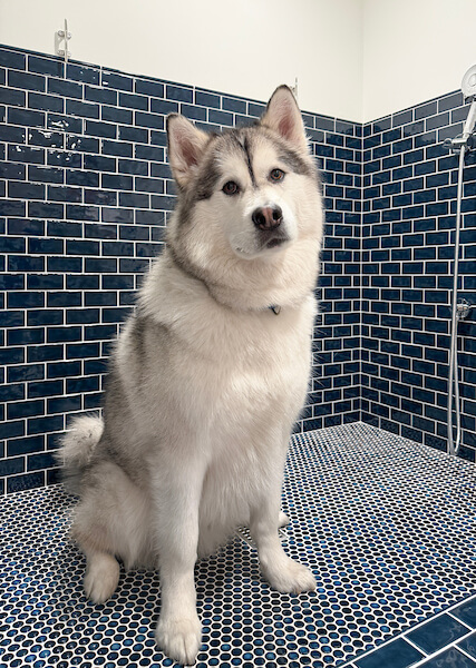 Dog in the custom dog wash.